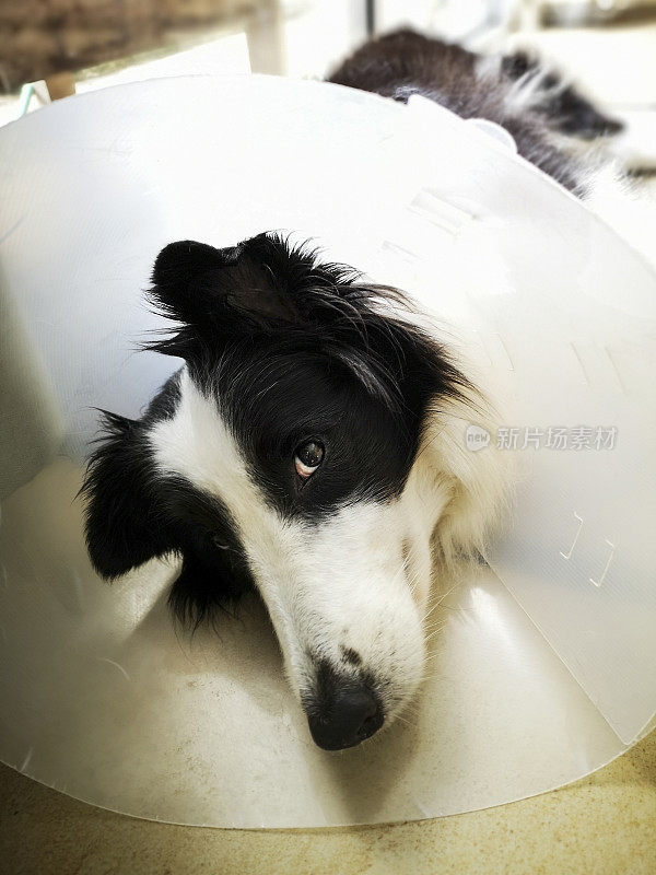 博德牧羊犬戴着一个保护性的塑料项圈(e锥/宠物锥/伊丽莎白项圈)，在手术后防止狗咬或舔手术伤口。